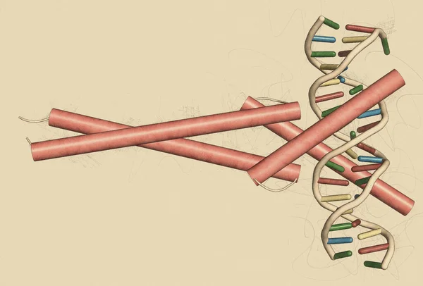 Myc Och Max Transkriptionsfaktorer Bundna Till Dna Illustration Tecknad Representation — Stockfoto