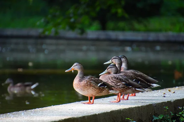 Tiro Perto Patos Selvagens Perto Lagoa — Fotografia de Stock