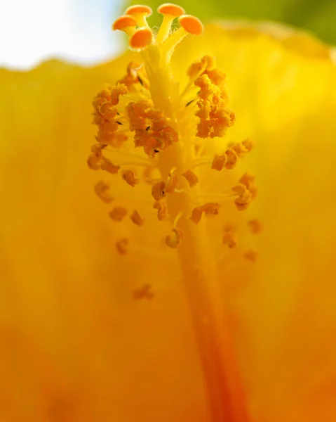 Μια Μακροεντολή Ενός Κίτρινου Χαβανέζικου Λουλουδιού — Φωτογραφία Αρχείου