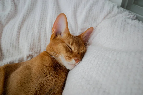 Beyaz Yatakta Uyuyan Sevimli Kahverengi Bir Kedi Yavrusu — Stok fotoğraf