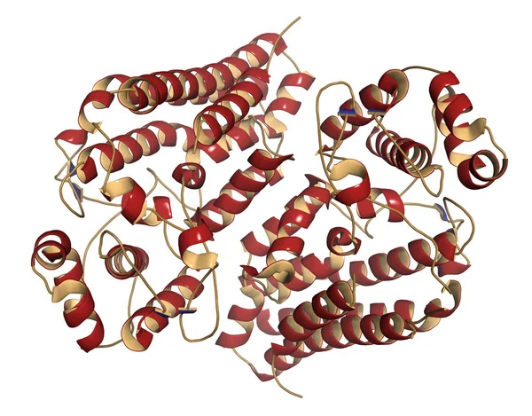 Indoleamine Dioxygenase Ido1 Protein 雷公藤素途径的色氨酸儿茶酚类代谢酶 3D插图 — 图库照片
