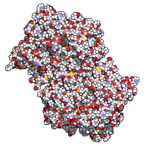 Myeloperoxidázový Enzym Lysozomální Protein Přítomný Neutrofilních Granulocytech Který Produkuje Kyselinu — Stock fotografie
