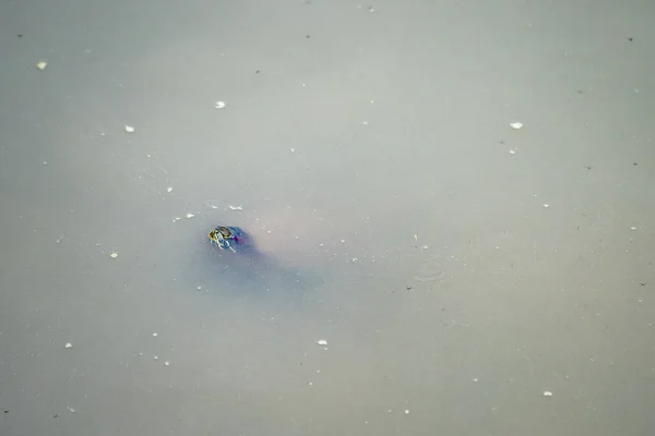 Een Kleine Schildpad Zwemmen Een Vuile Vijver — Stockfoto