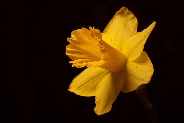 Primer Plano Enfoque Superficial Narciso Salvaje Amarillo Sobre Fondo Blando — Foto de Stock
