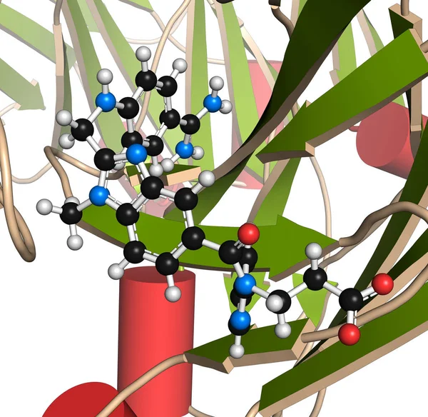 Dabigatran antidote protein bound to dabigatran. Structure of an antibody-fragment (Fab) that binds the anticoagulant dabigatran. 3D illustration.