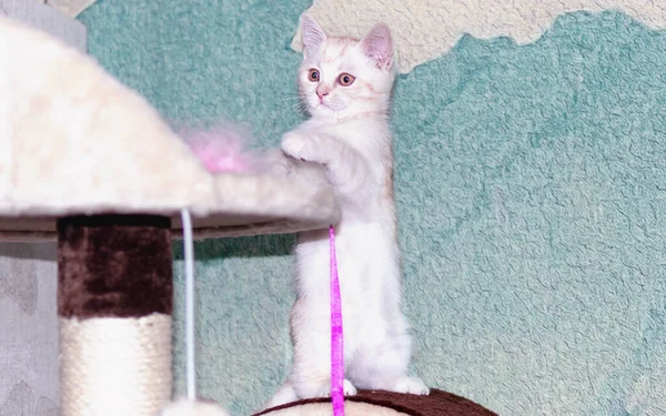 Cute Little White Cat Standing Scratcher Wall — Stock Photo, Image