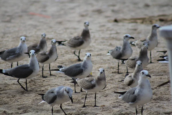 Grupo Gaviotas Pie Playa Cubierta Arena Junto Océano — Foto de Stock