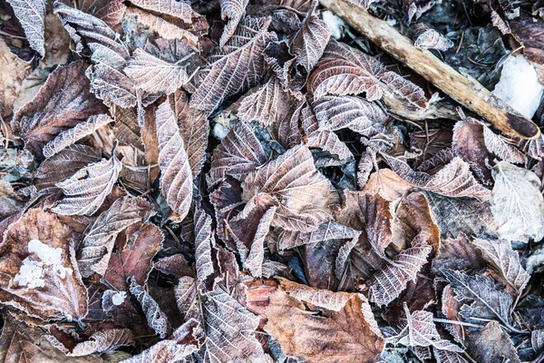 Top View Brown Dry Leaves Groun — Stock Photo, Image