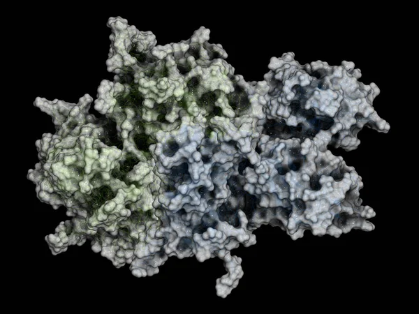 Pıhtılaşma Faktörü Viii Fviii Proteini Boyutlu Görüntüleme Eksiklik Hemofili Neden — Stok fotoğraf
