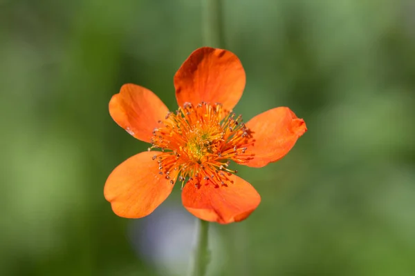 Eine Selektive Fokusaufnahme Einer Exotischen Blume Mit Orangen Blütenblättern — Stockfoto