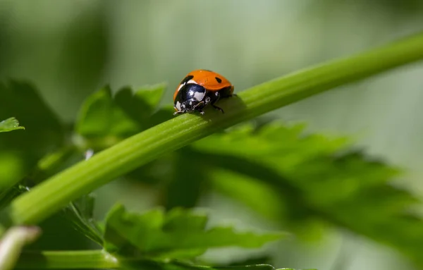 Plan Sélectif Une Coccinelle Assise Sur Tige Une Plante Dans — Photo