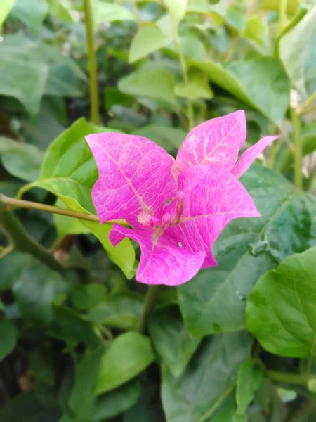 Płytkie Skupienie Zbliżenie Ujęcie Różowej Bougainvillea Świetle Dnia — Zdjęcie stockowe