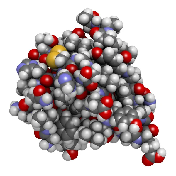 Nsülin Peptit Hormon Molekülü Diyabet Tedavisinde Kullanılır Boyutlu Görüntüleme Atomlar — Stok fotoğraf