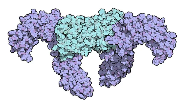 コロニー刺激因子1 Csf はその受容体であるHcsf 1Rと複合体を形成する 3Dイラスト カラーコード化された球体として表示される原子 — ストック写真