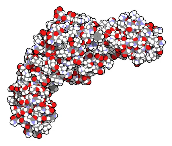 Cd4 Επιφανειακή Πρωτεΐνη Γλυκοπρωτεΐνη Που Υπάρχει Μια Σειρά Από Τύπους — Φωτογραφία Αρχείου