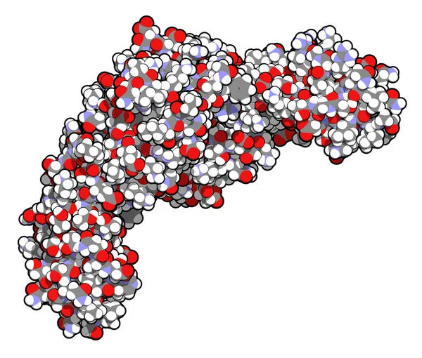 Cd4 Oppervlakte Eiwit Glycoproteïne Aanwezig Een Aantal Witte Bloedcellen Waaronder — Stockfoto