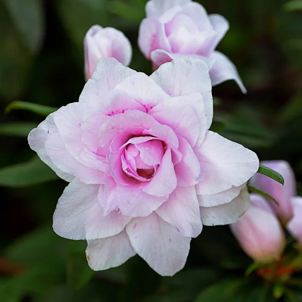 Closeup Beautiful Soft Pink Hybrid Tea Rose Lush Garden Surrounded — Stock Photo, Image