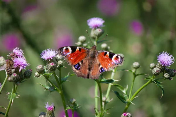 花に孔雀の蝶のクローズアップ — ストック写真