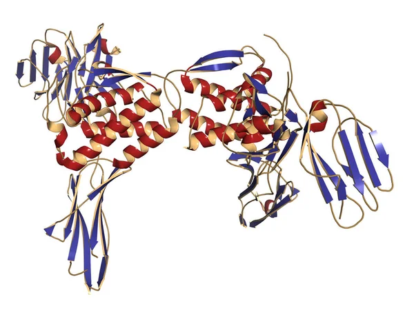 Kolonie Stimulerende Factor Csf Complex Met Zijn Receptor Hcsf Illustratie — Stockfoto