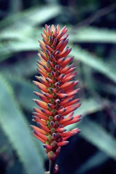 Colpo Verticale Una Bella Pianta Aloe Candelabro Rosso Con Uno — Foto Stock