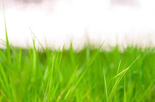 Крупним Планом Знімок Зеленої Трави Фону — стокове фото