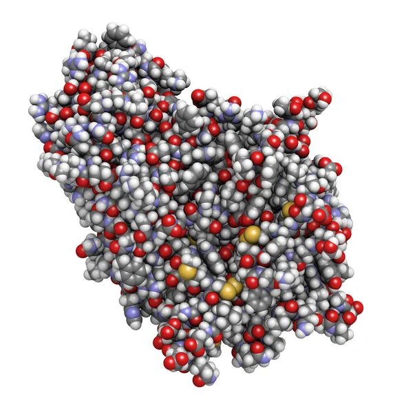 ガラクトシダーゼ Agalsidase ファブリー病の原因だ 3Dレンダリング 酵素置換療法として管理 — ストック写真