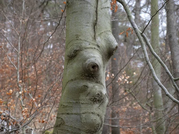 Detailní Záběr Mechu Kmeni Stromu — Stock fotografie