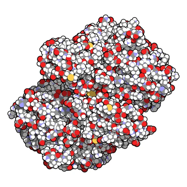 Ινδολεαμίνη Dioxygenase Ido1 Πρωτεΐνη Τρυπτόφανο Καταβολικό Ένζυμο Της Κυναουρενίνης Οδού — Φωτογραφία Αρχείου