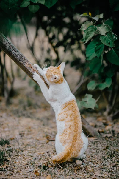 Eine Auswahl Eines Niedlichen Kätzchens Garten — Stockfoto