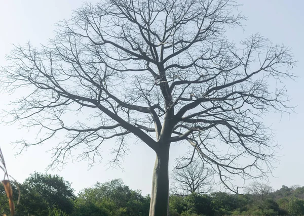 Strom Bez Listí Uprostřed Pole Statku — Stock fotografie