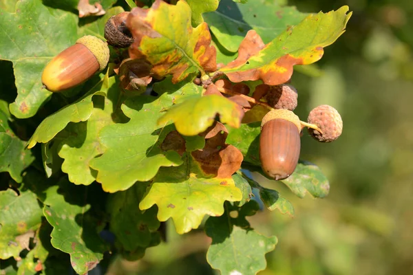 Rote Hagebutte Isoliert Auf Weißem Hintergrund Zutat Für Tee Pflanzen — Stockfoto