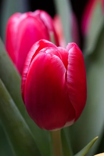 Primer Plano Enfoque Superficial Tulipán Rojo Holandés Luz Del Día — Foto de Stock
