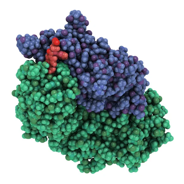 Proteína Antídoto Dabigatrano Ligada Dabigatrano Estrutura Anticorpo Fragmento Fab Que — Fotografia de Stock