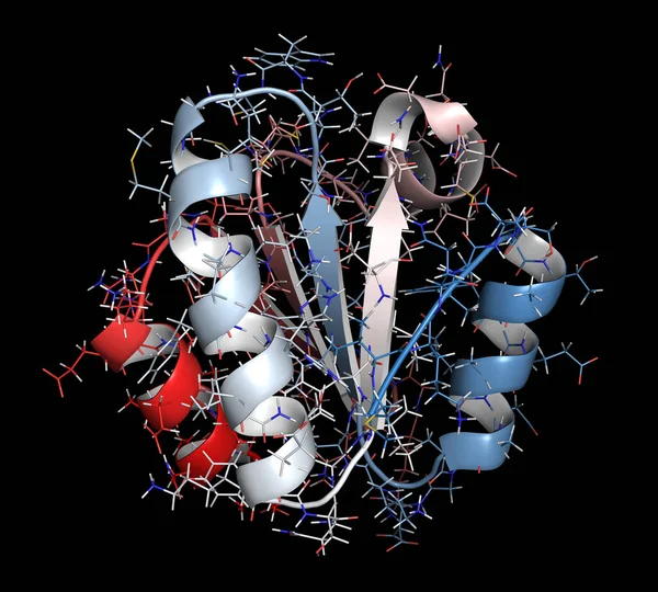 Thioredoxin Antioxidatives Enzym Illustration Cartoon Wireframe Darstellung Term Bis Term — Stockfoto