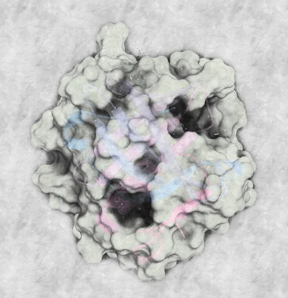 Protein Från Bovin Beta Laktoglobulin Struktur Vassleprotein Komjölk Viktiga Födoämnesallergen — Stockfoto