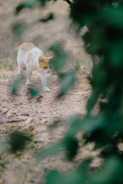 Seletivo Gatinho Bonito Jardim — Fotografia de Stock