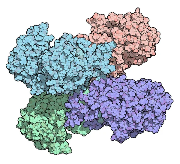 Proteína Glicose Fosfato Desidrogenase G6Pd Enzima Fosfato Pentose Que Gera — Fotografia de Stock