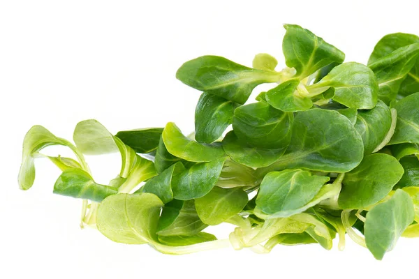 Fresh Lambs Lettuce Empty Copy Space Text Green Salad Vegan — Stock Photo, Image