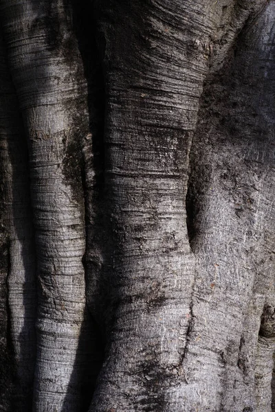 Plan Vertical Une Grosse Tige Arbre Avec Lumière Qui Brille — Photo