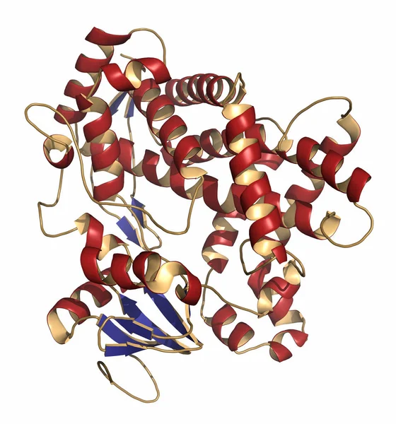 Cytochrom P450 Cyp2D6 Leberenzym Komplex Mit Dem Medikament Chinin Renderer — Stockfoto