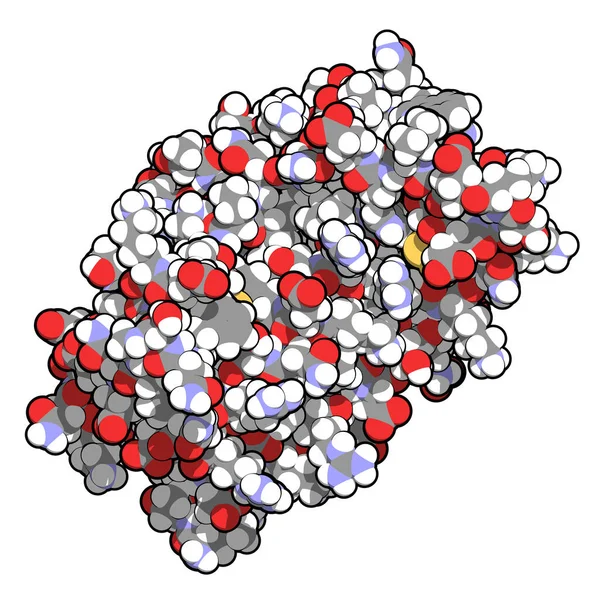 Nterlökin Sitokin Myokine Proteini Antikorları Eklem Iltihabının Tedavisinde Kullanılır Illüstrasyon — Stok fotoğraf