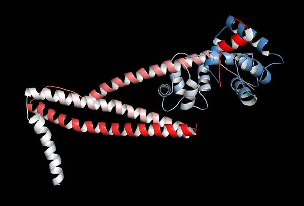 肌钙蛋白 3D渲染 人类心脏肌钙蛋白核心区的结构 由三个分股 T和I 卡通表演 — 图库照片