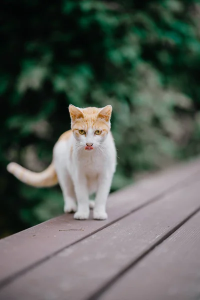 Bahçedeki Sevimli Bir Kedi Yavrusu — Stok fotoğraf