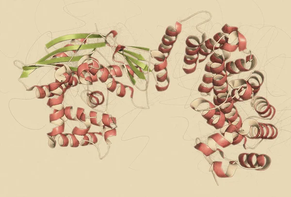 コラゲナーゼクロストリジウム ヒストリチクムタンパク質 コラーゲンを溶解する細菌酵素 病気の数で医学的に使用されます 3Dイラスト — ストック写真