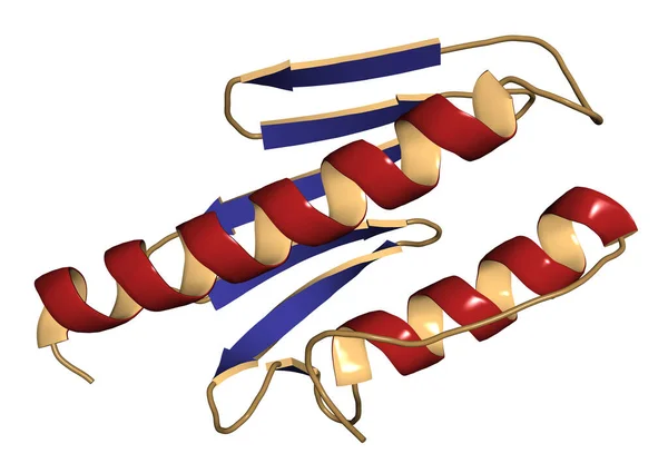 Frataxin Menschliches Mitochondriales Protein Verminderter Ausdruck Verursacht Friedreichs Ataxie Illustration — Stockfoto