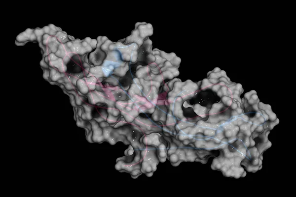 Human Chorionic Gonadotropin Hcg Гормон Глікопротеїну Рендеринг Використовується Лікуванні Фертильності — стокове фото