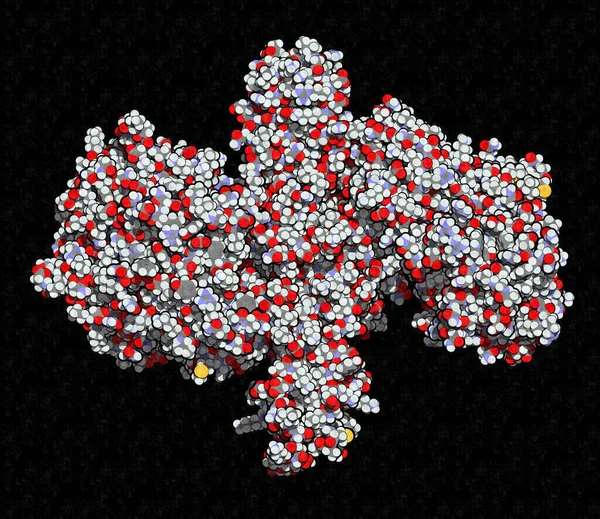 Botulinum Toksin Nörotoksik Protein Boyutlu Clostridium Botulinum Tarafından Üretildi Kırışıklıkları — Stok fotoğraf
