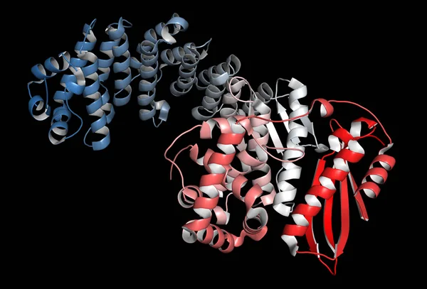 Collagenase Clostridium Histolyticum Protein Bakterielles Enzym Das Kollagen Auflöst Auch — Stockfoto