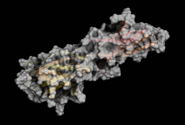 Programlanmış Ölüm Ligand Proteini Görüntüleme Bağışıklık Sistemini Baskılamak Için Tümör — Stok fotoğraf