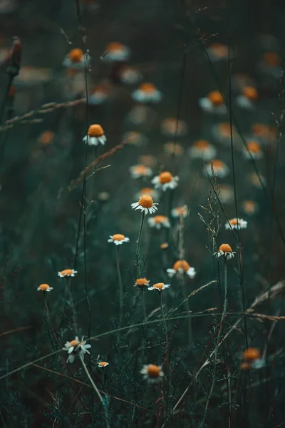 Fuoco Morbido Alcuni Fiori Camomilla Che Fioriscono Campo Erba — Foto Stock